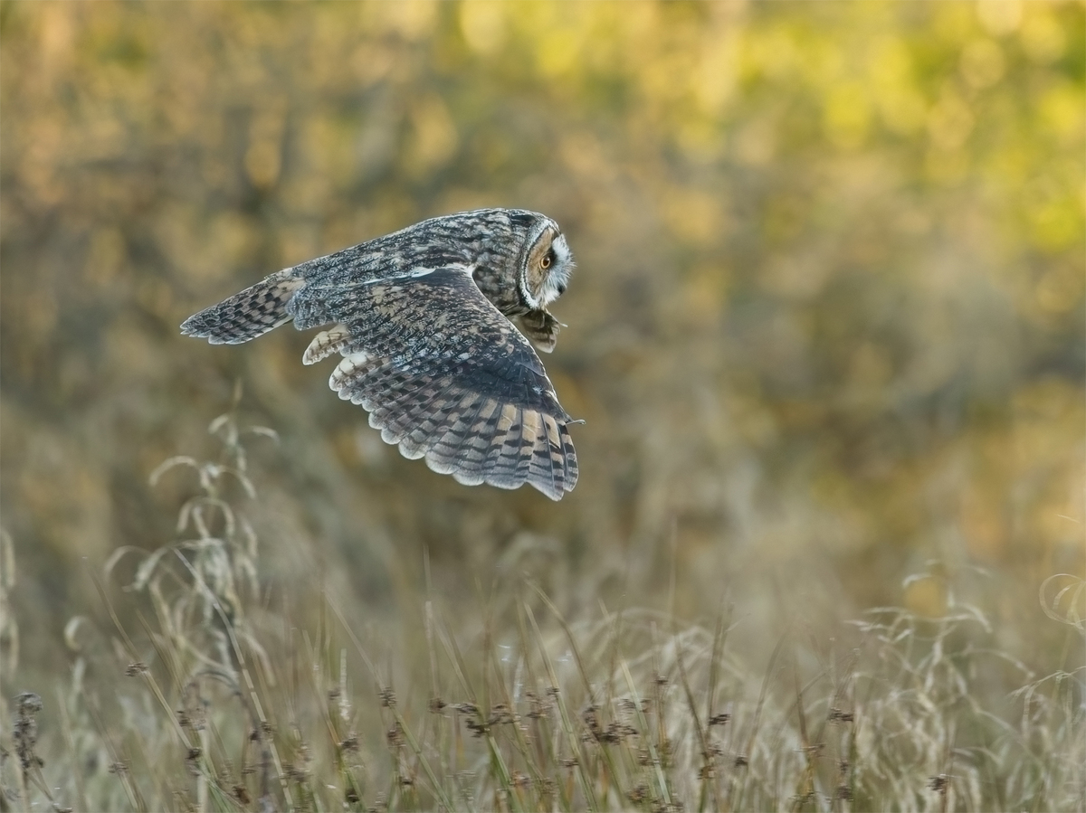 Long Eared Owl - John Hughes - Highly Commended